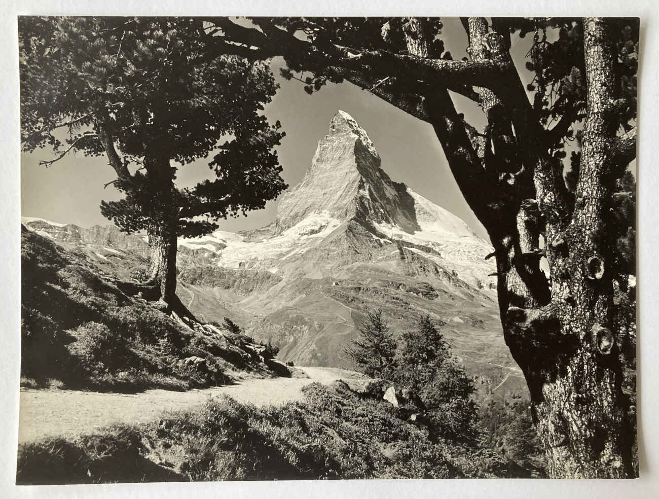 Alfred PERREN-BARBERINI (* 1896, † 1967) - Blick auf Matterhorn von Riffelalp-Arvenwald - Fotografie – Bild 2