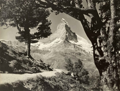 Alfred PERREN-BARBERINI (* 1896, † 1967) - Vue sur le Cervin depuis forêt d'aroles de Riffelalp - Photographie