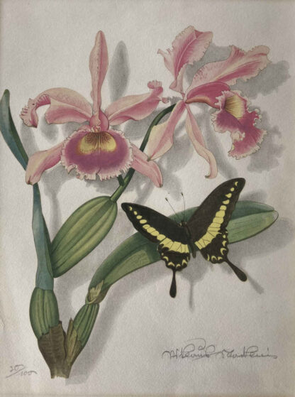 Niklaus STOECKLIN (* 1896, † 1982) - Orchid with Papilio Zelicaon - Colour Lithograph