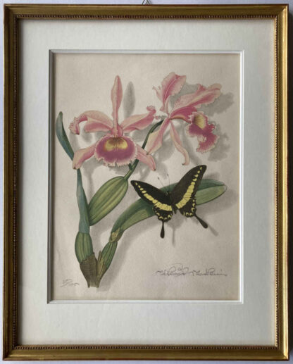 Niklaus STOECKLIN (* 1896, † 1982) - Orchid with Papilio Zelicaon - Colour Lithograph - Image 2